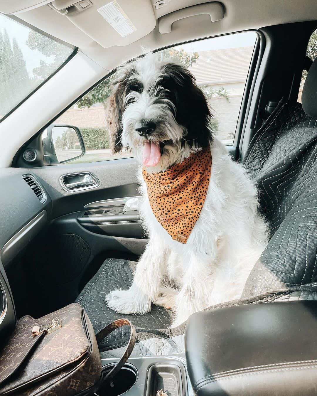 Bordoodle sitting in car