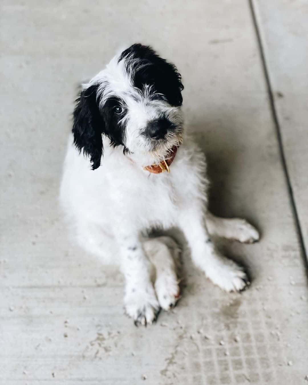 Bordoodle sitting on floor looking up