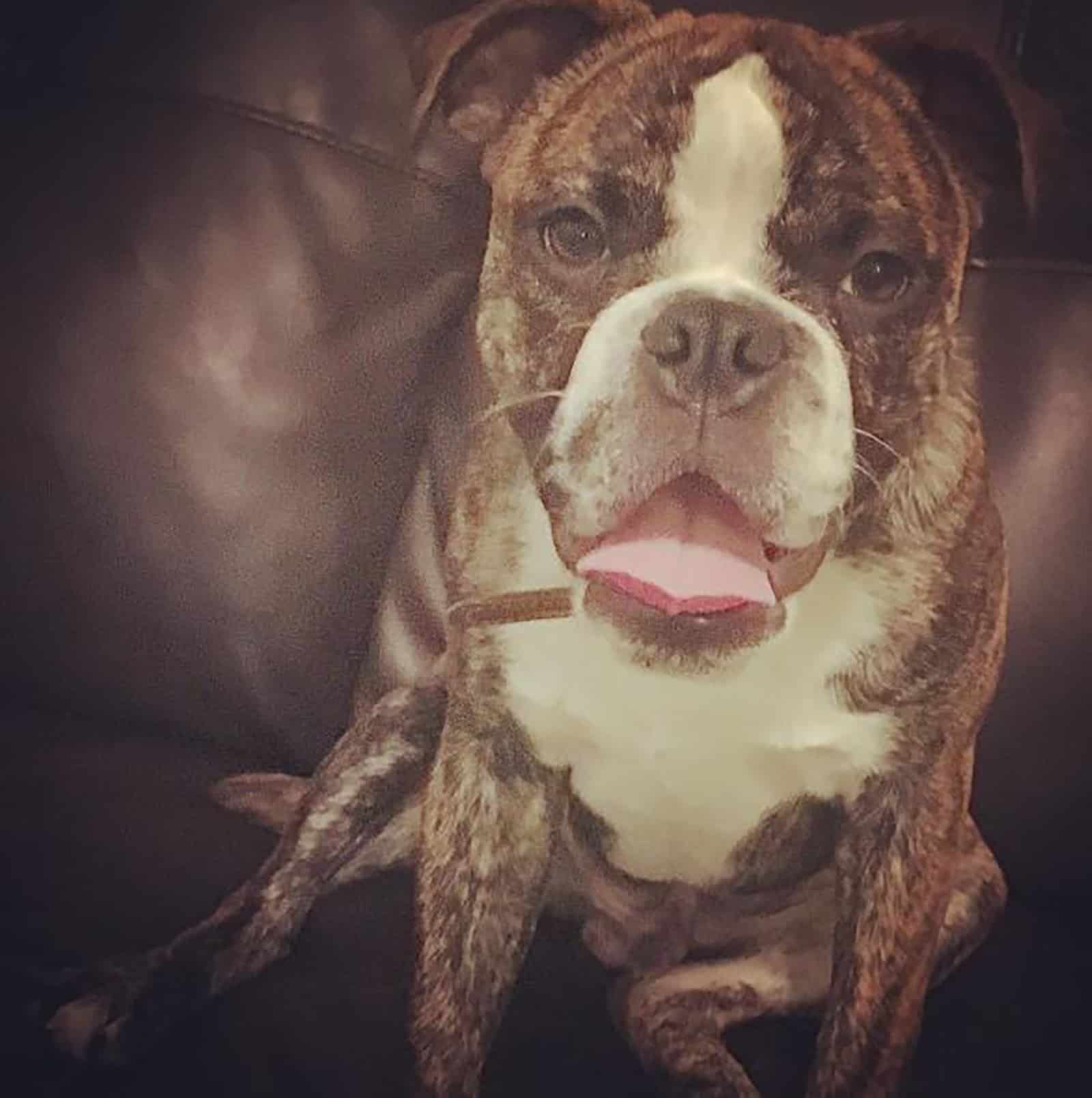 boston bulldog dog