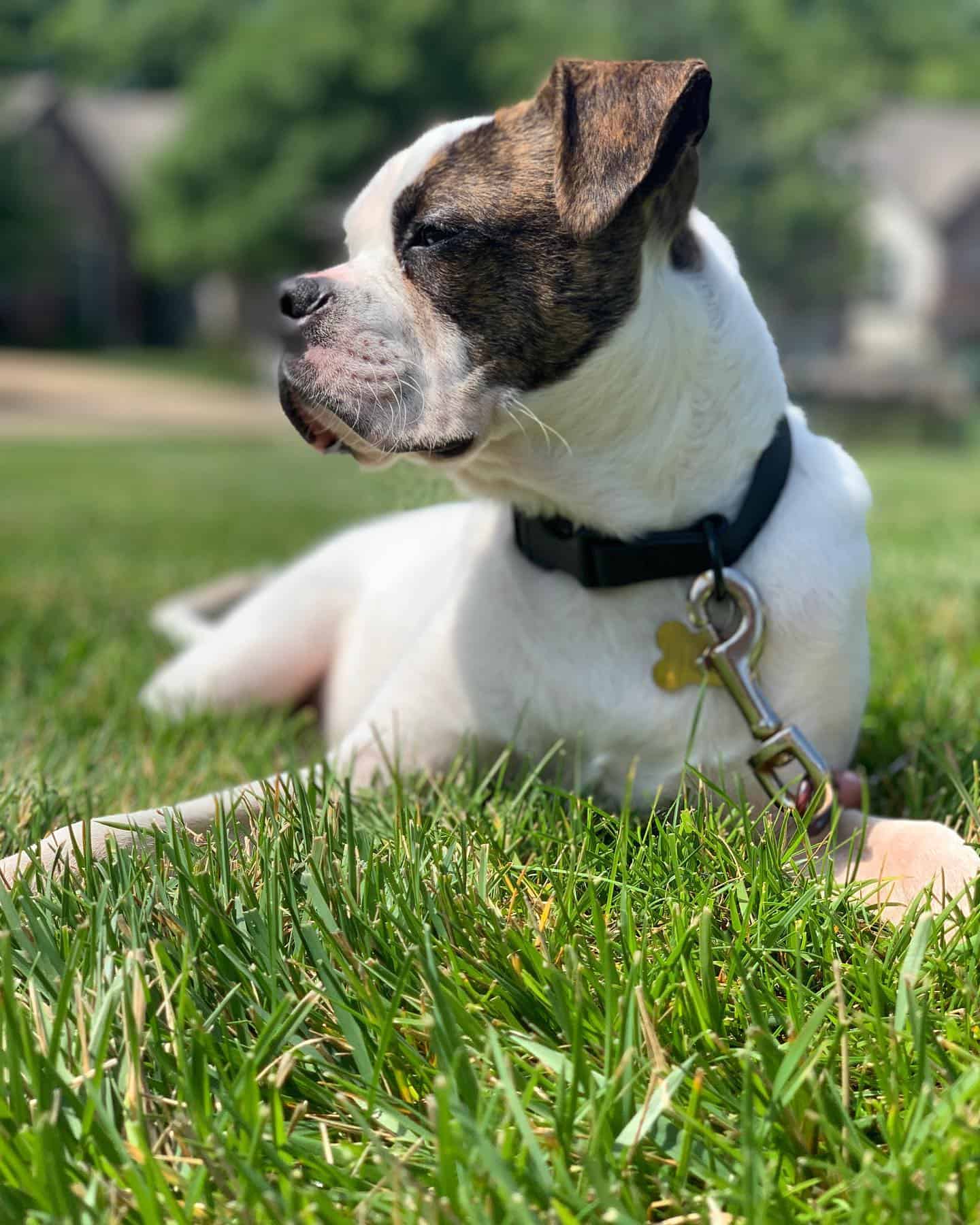 boston terrier boxer mix