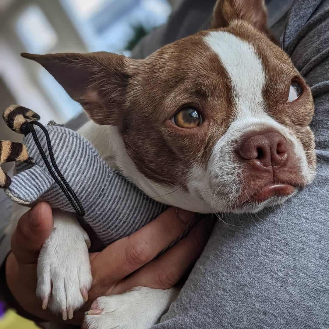 boston terrier chihuahua mix