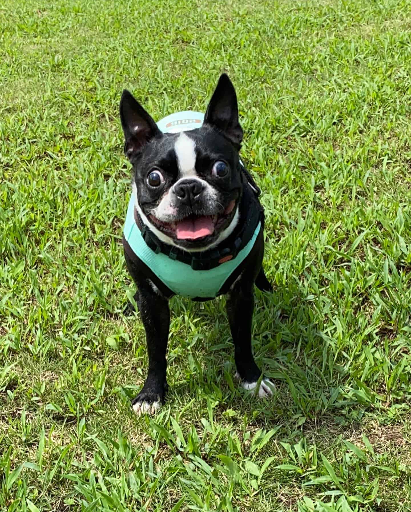 Boston Terrier dog