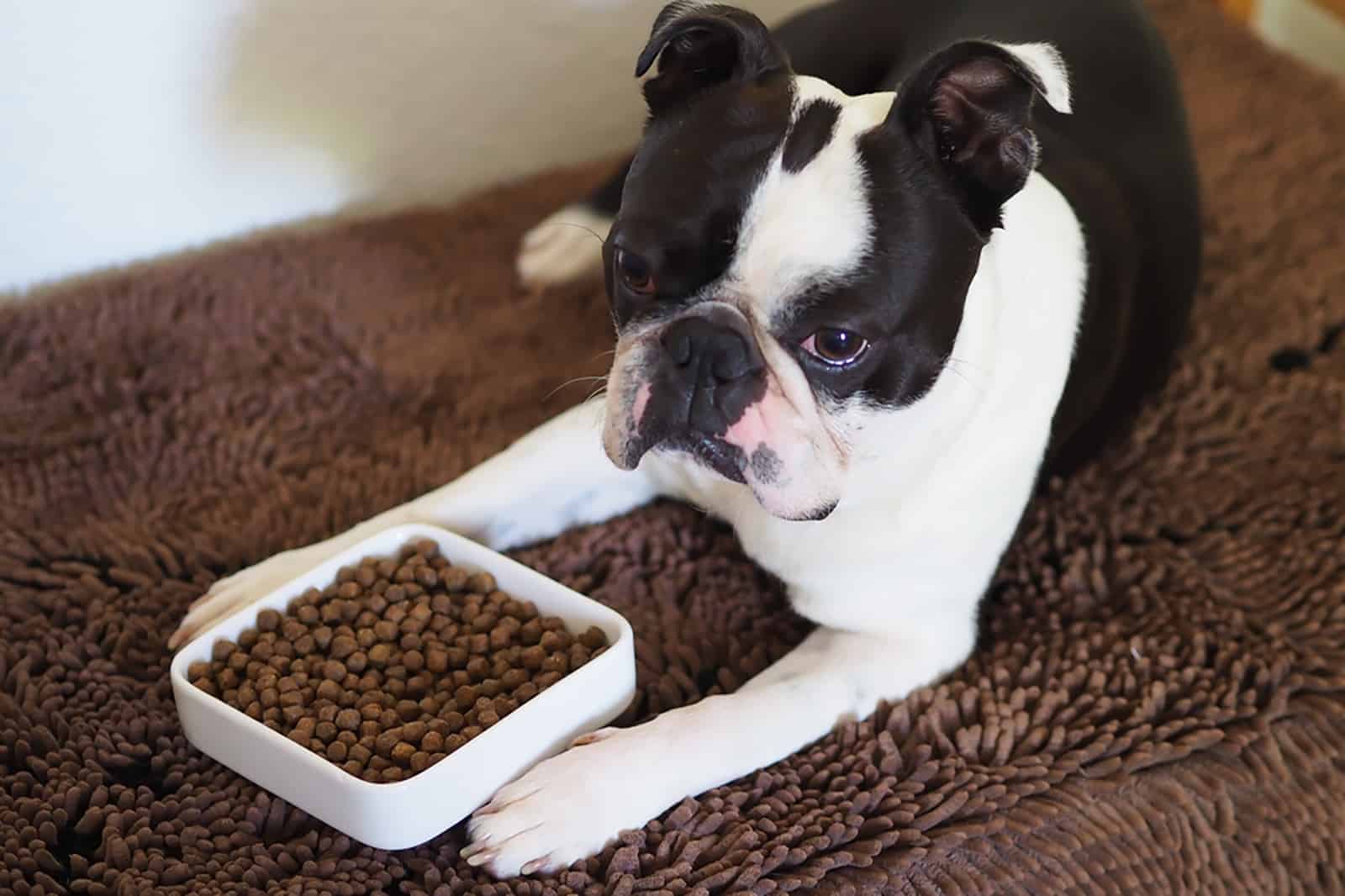 Boston Terrier Feeding Chart: The Bostie’s Diet Info