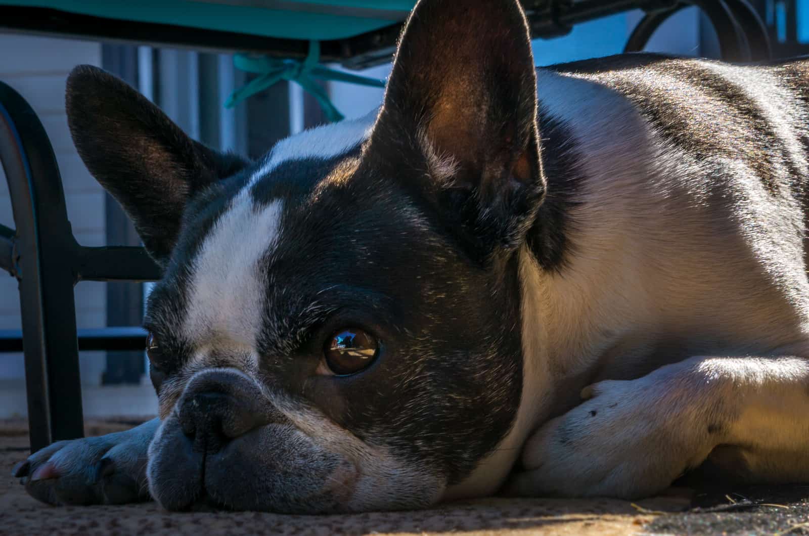 boston terrier frenchie