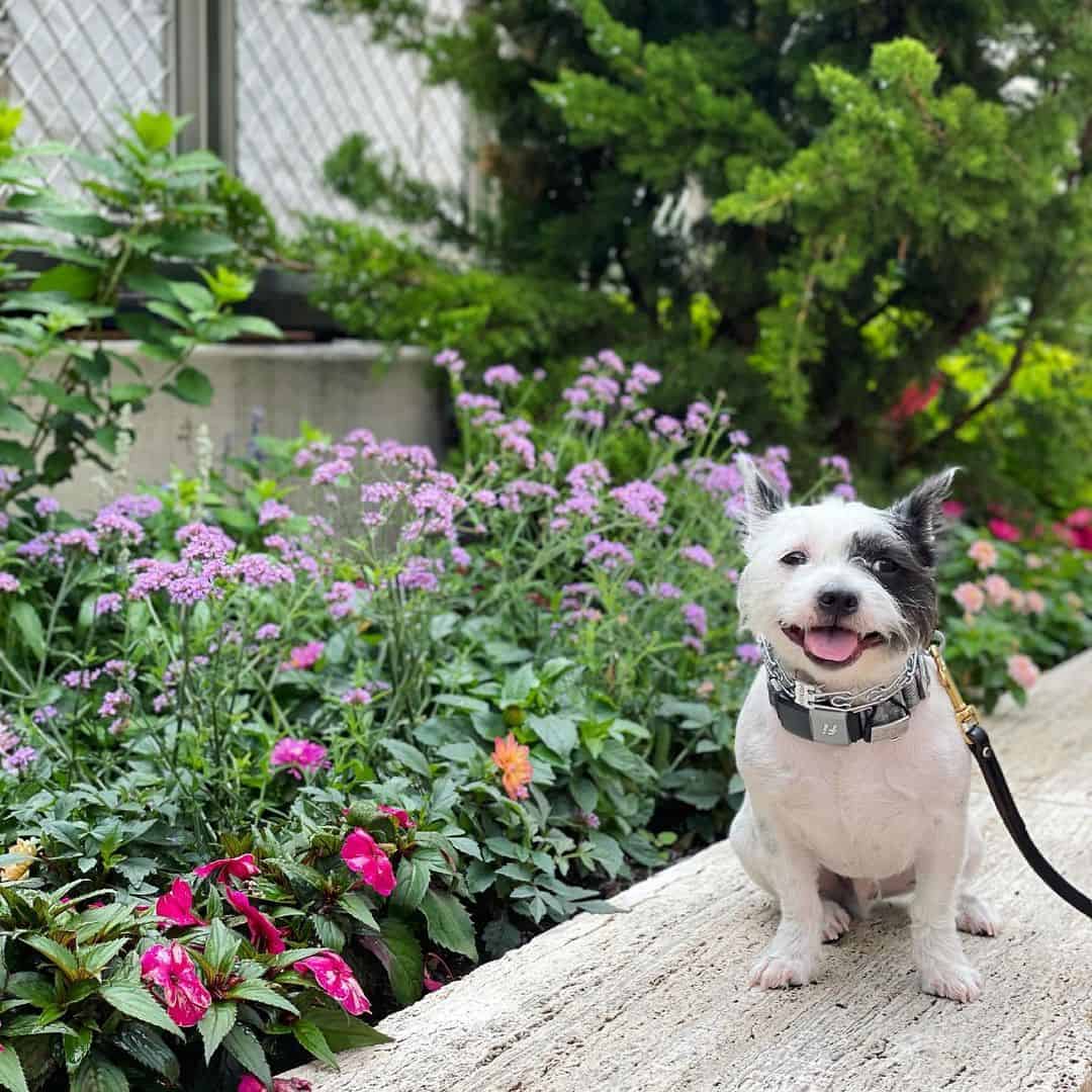 boston terrier maltese mix