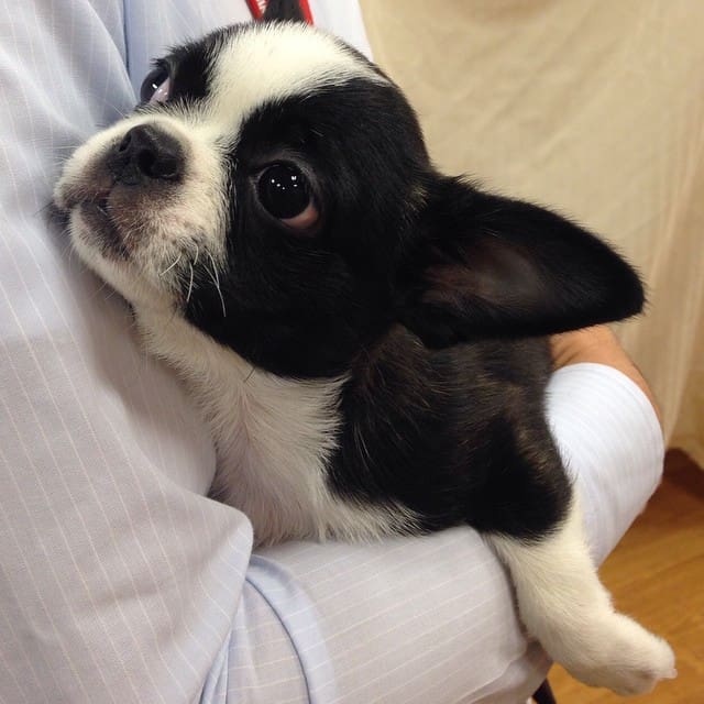 boston terrier pekingese mix