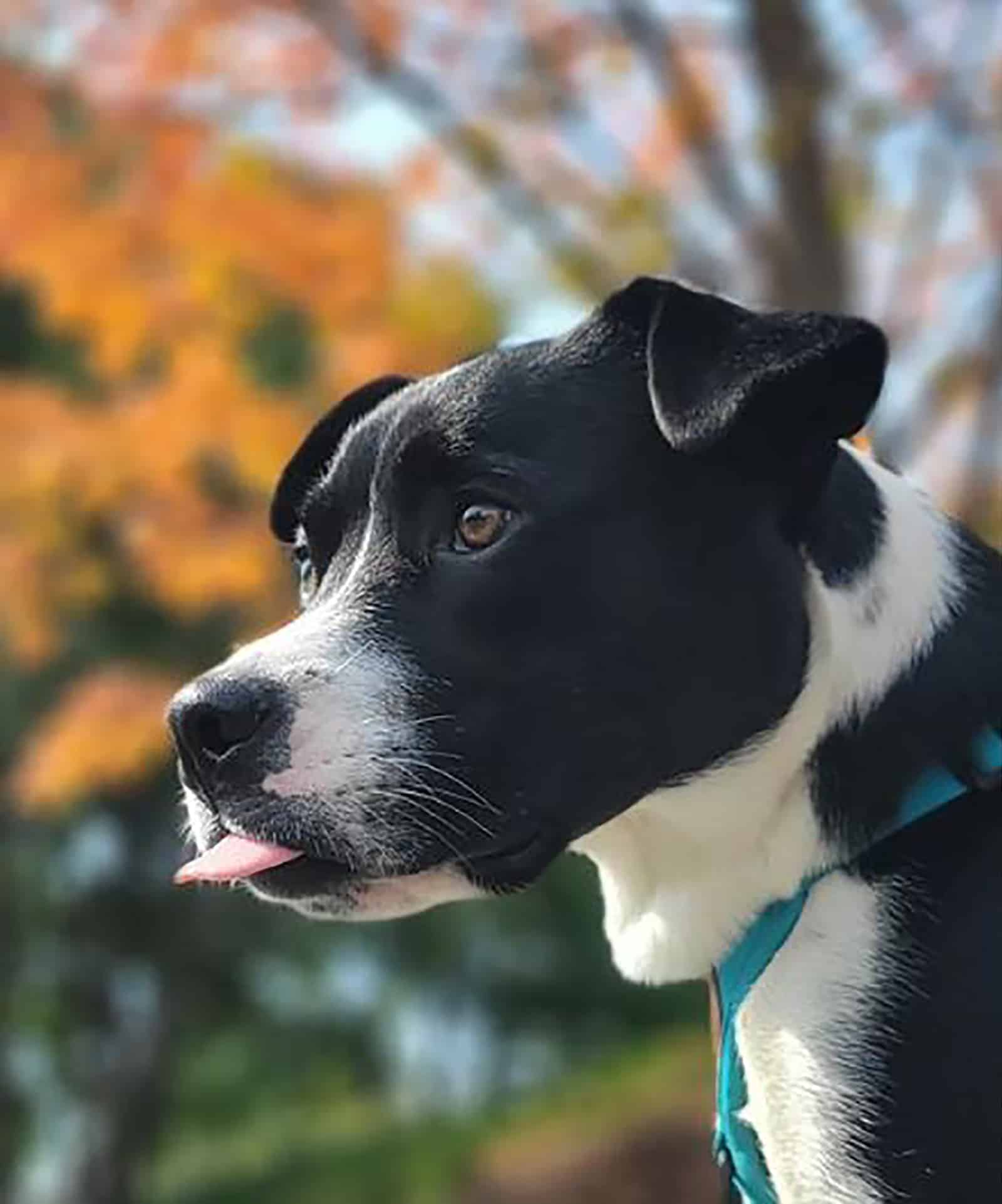 boston terrier pitbull dog in nature on sunny day