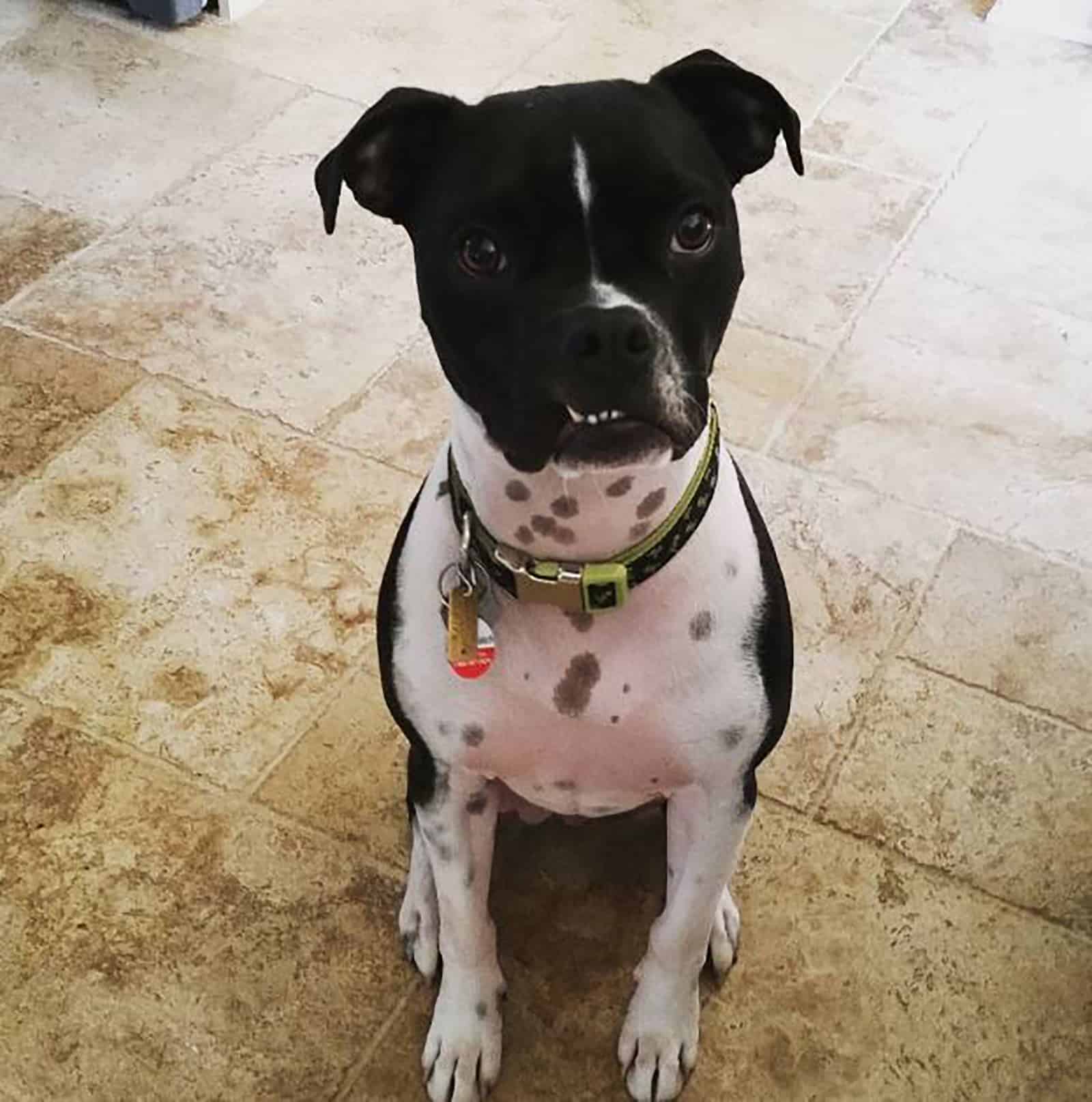 boston terrier pitbull dog sitting on the floor