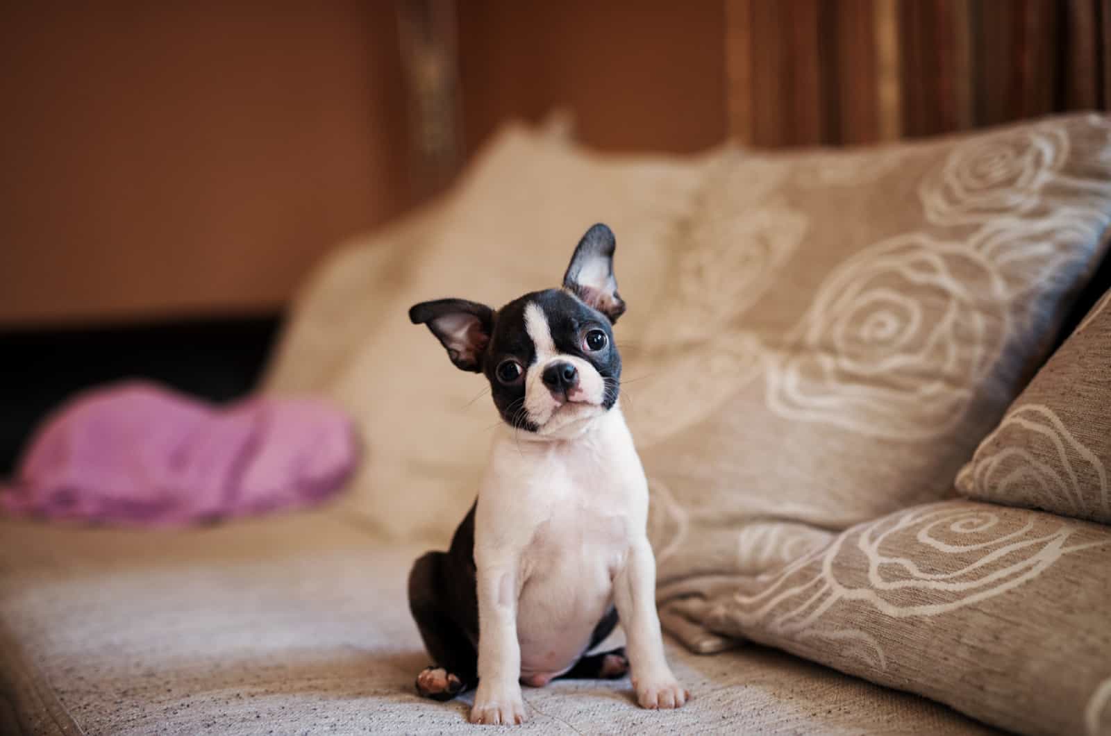 Boston Terrier puppy sitting on sofa