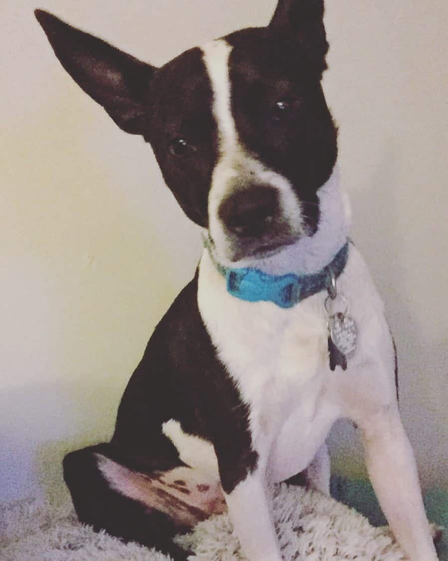 boston terrier rat terrier mix