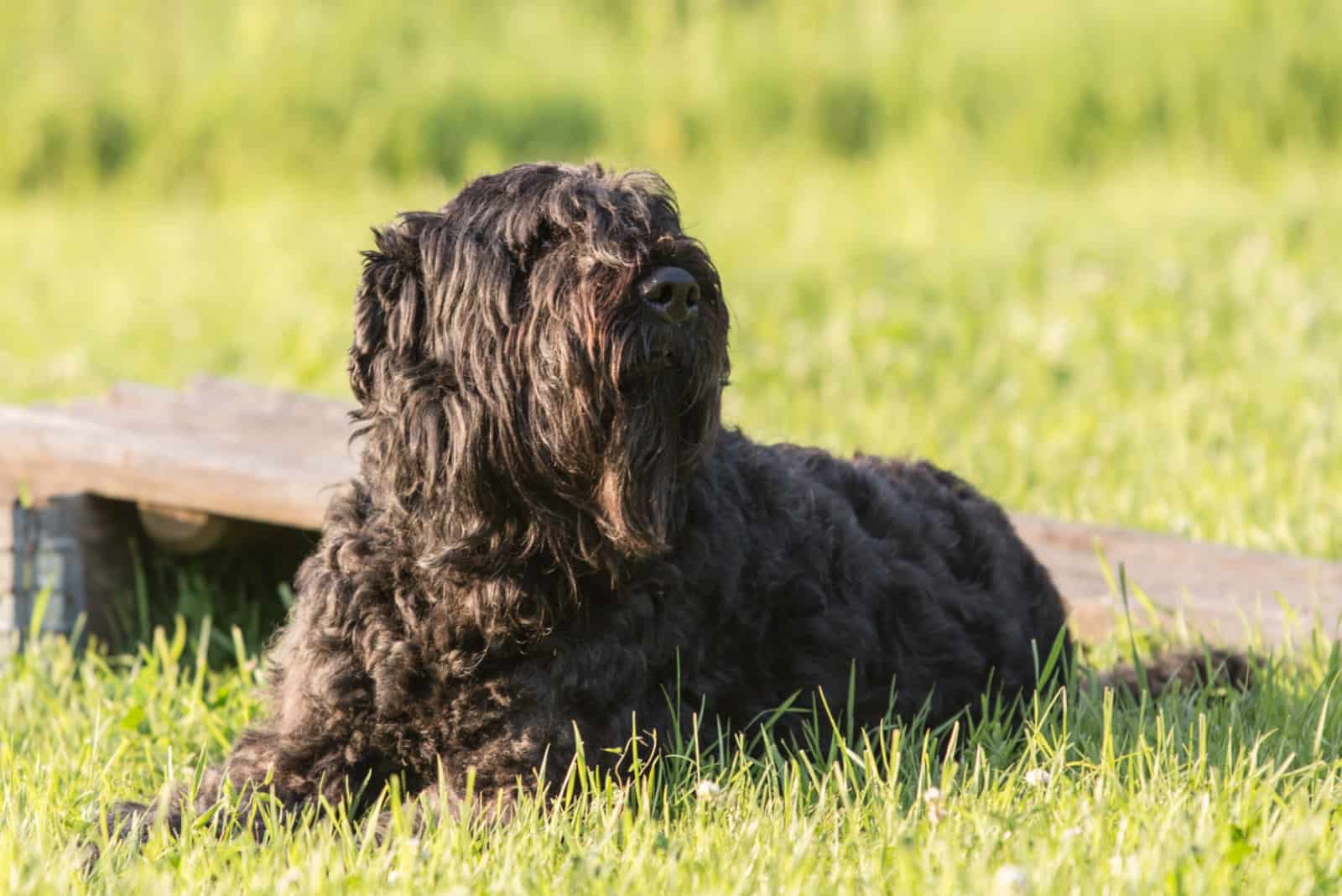 Bouvier des Flandres lies in the park