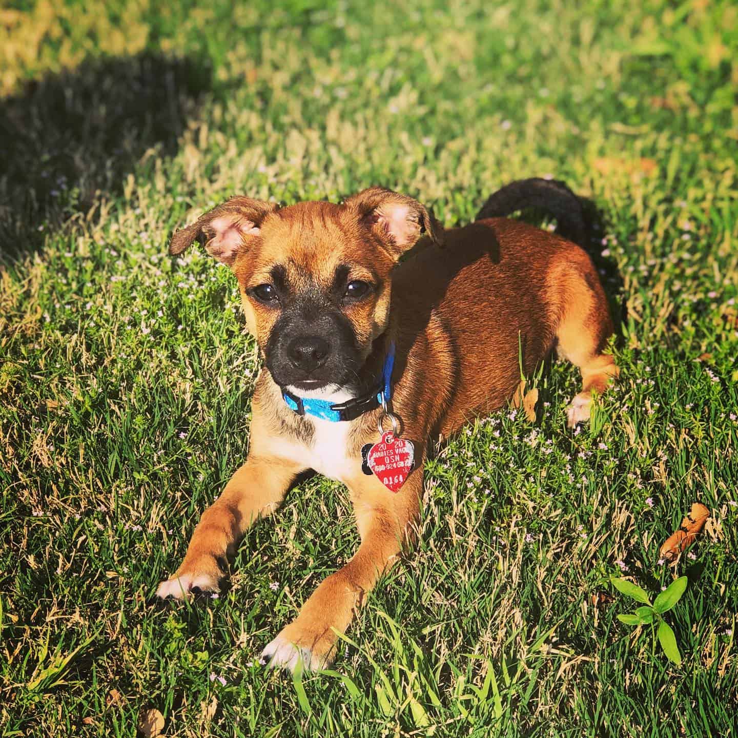 boxer chihuahua mix