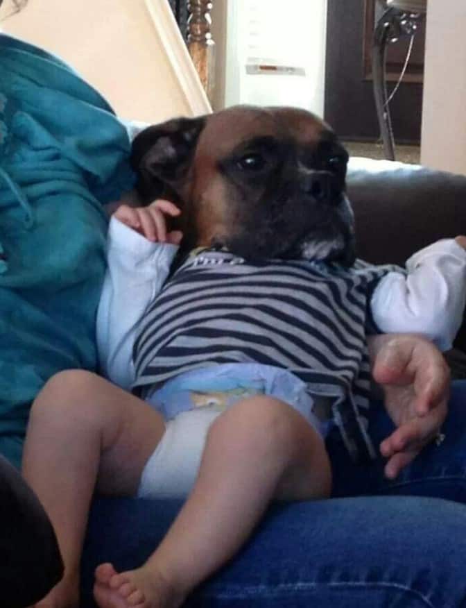 Boxer Baby Swap