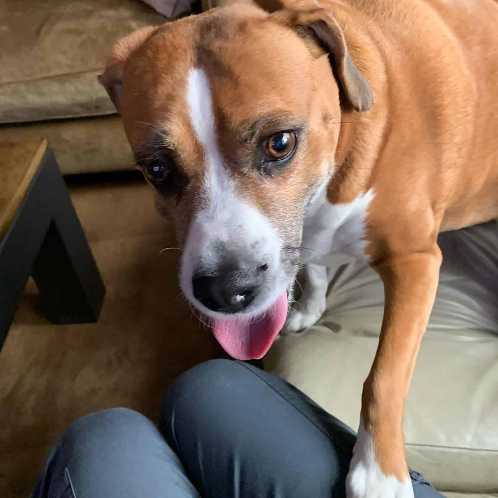 boxer beagle mix playing with owner indoors