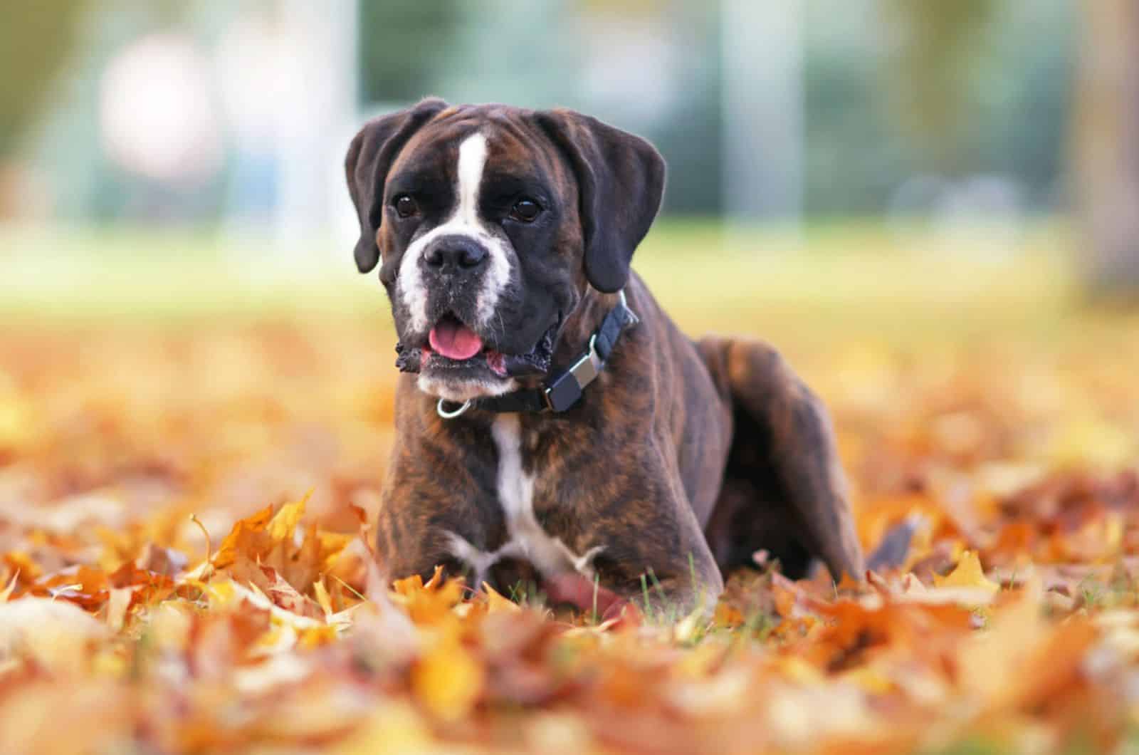 boxer dog in the park