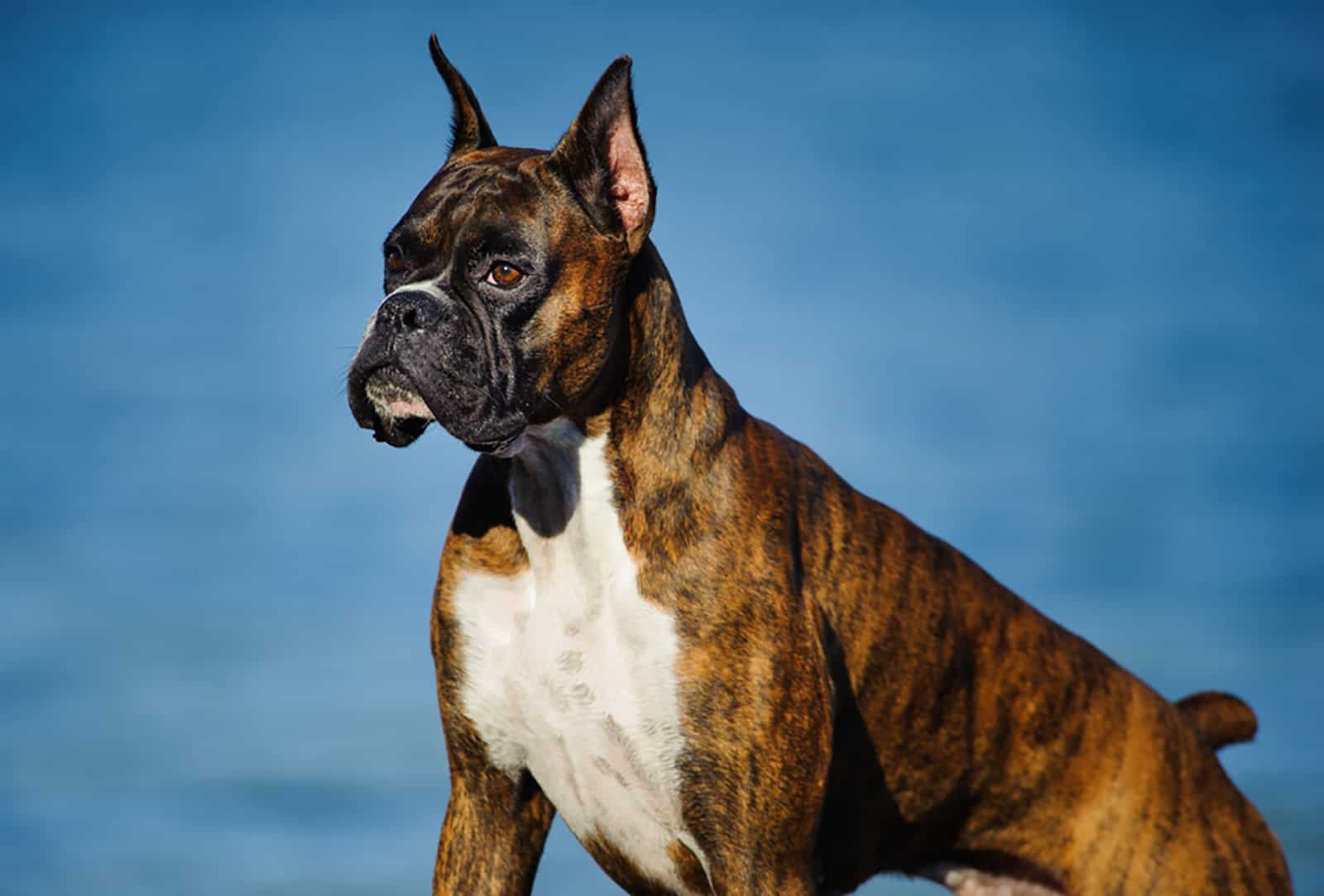 boxer dog with cropped ears