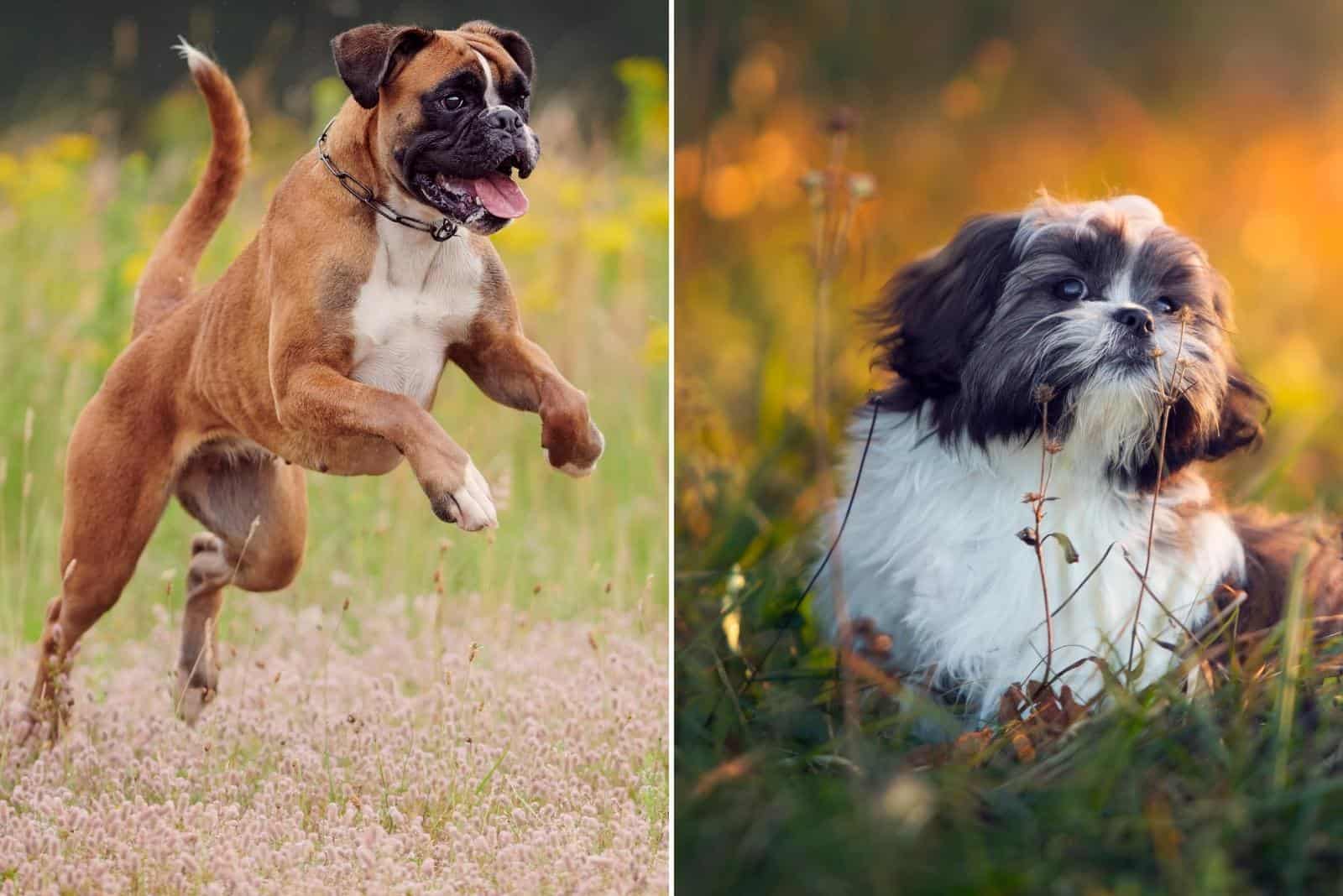 boxer dog and shih tzu