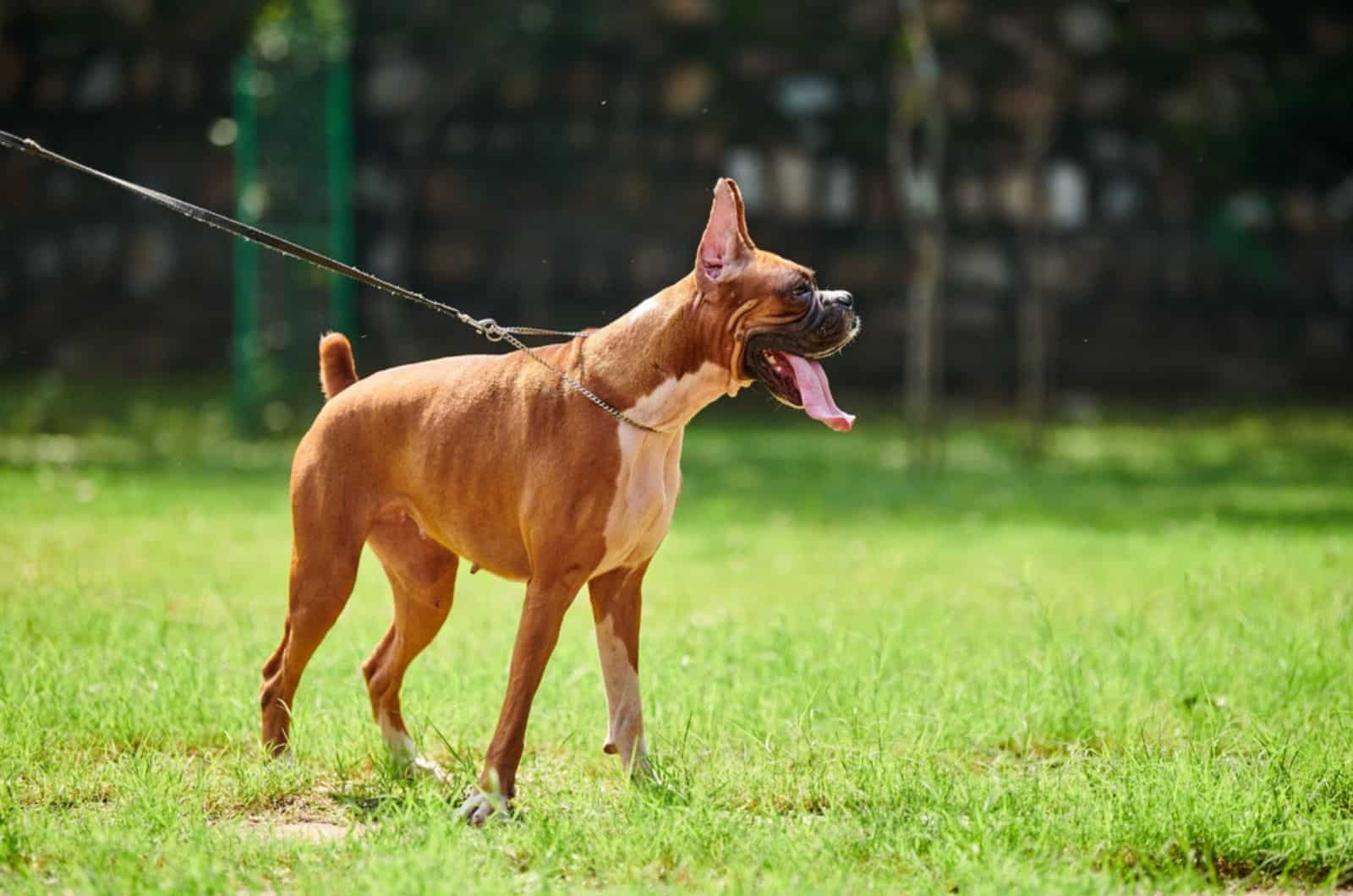 boxer dog on a leash walking in the park