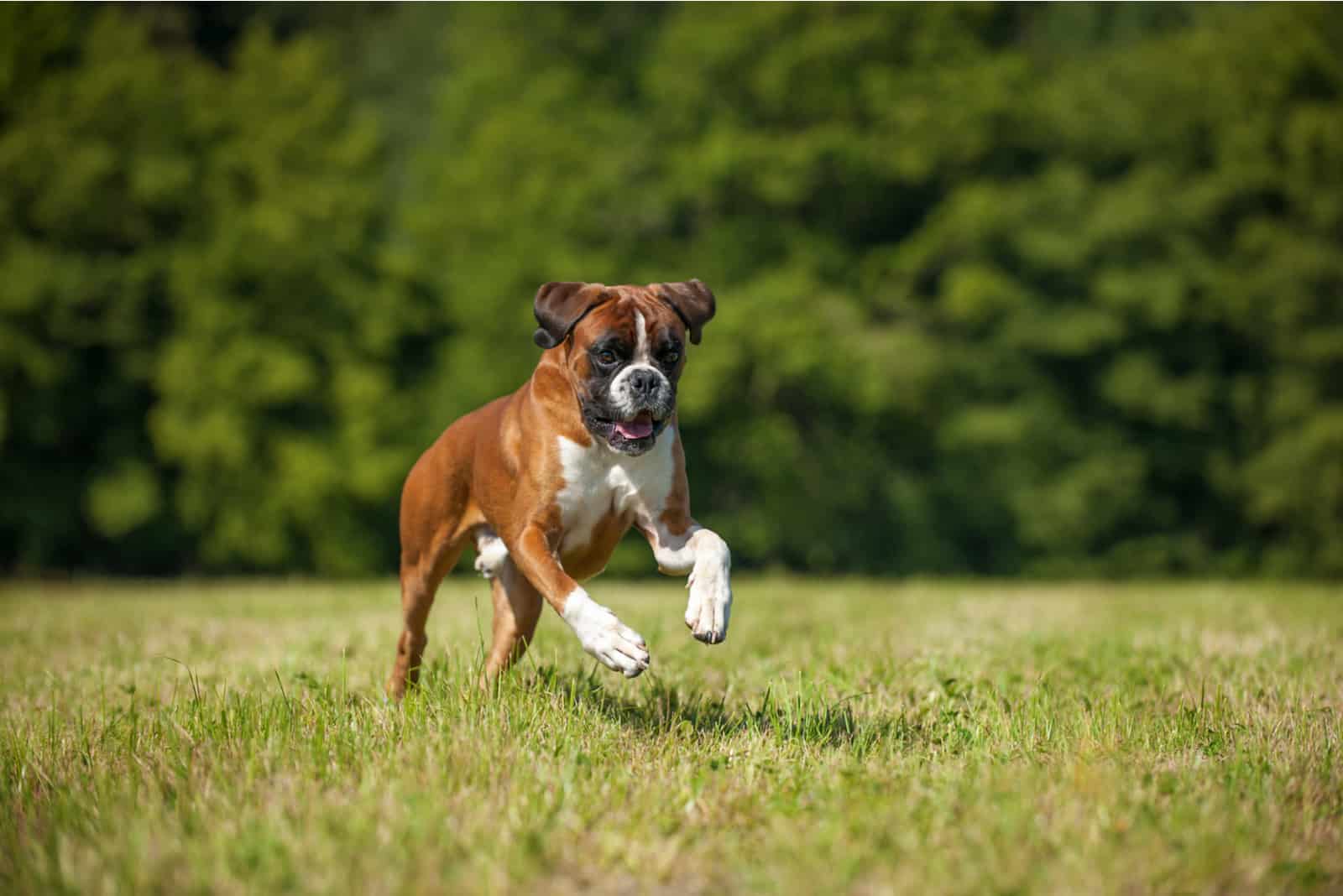 Boxer dog running