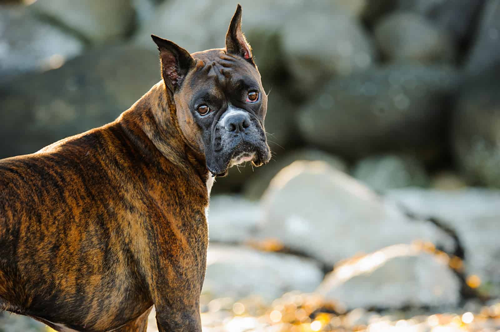 Boxer Ear Cropping: A Necessity Or Not? Let’s Discuss