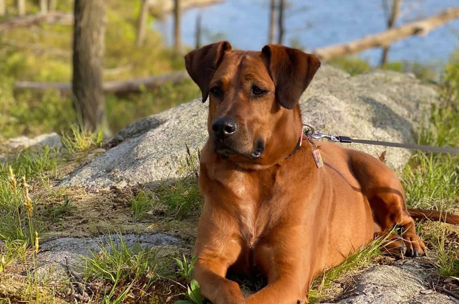 Boxer Great Dane Mix: A Goofball, Yet A Serious Guard Dog