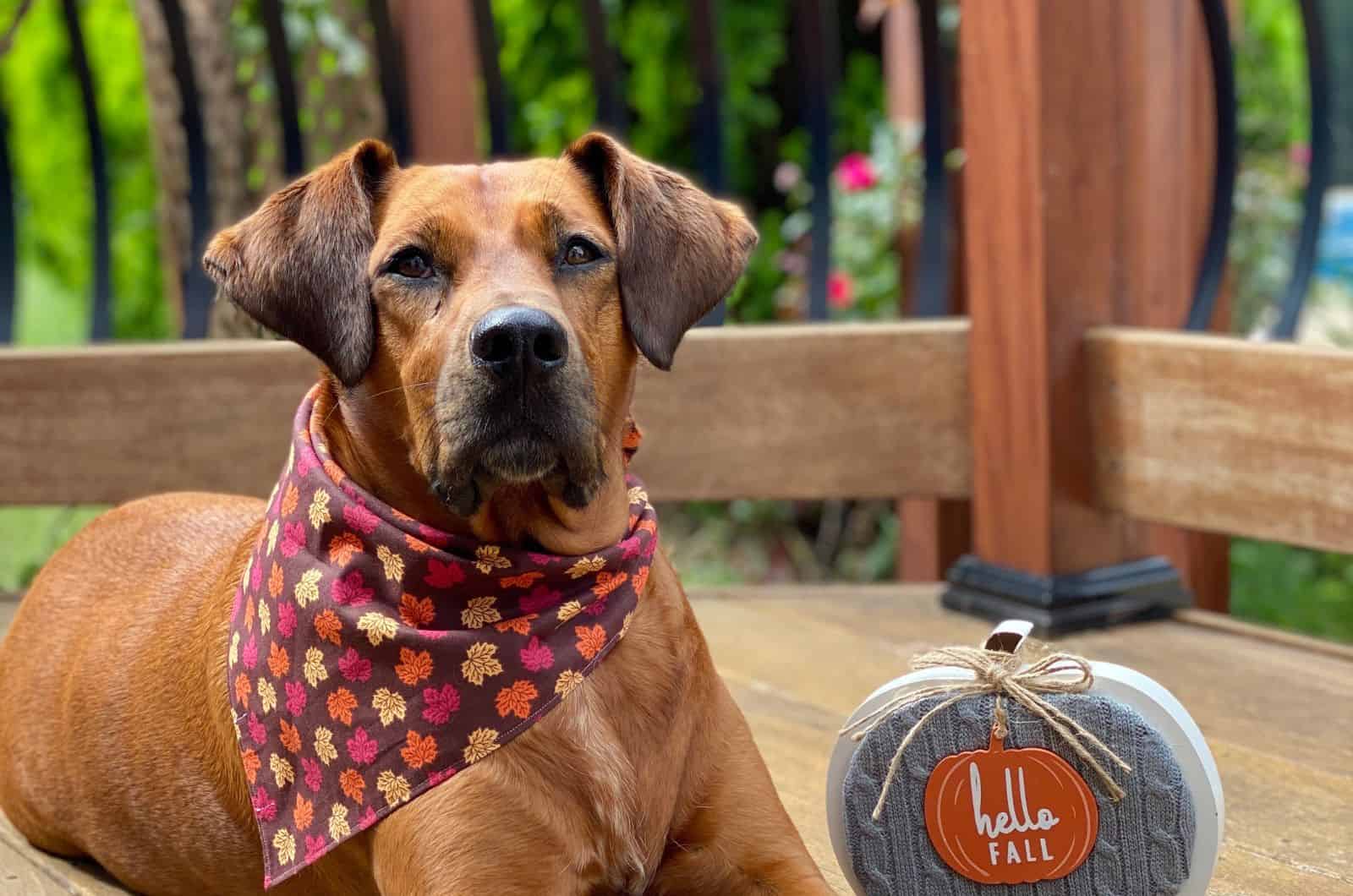 Boxer Great Dane Mix dog sitting on dock