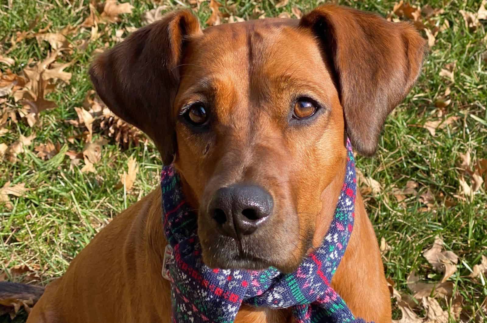 Boxer Great Dane Mix looking up