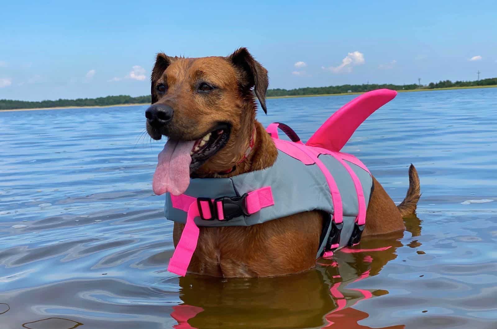 Boxer Great Dane Mix playing in water