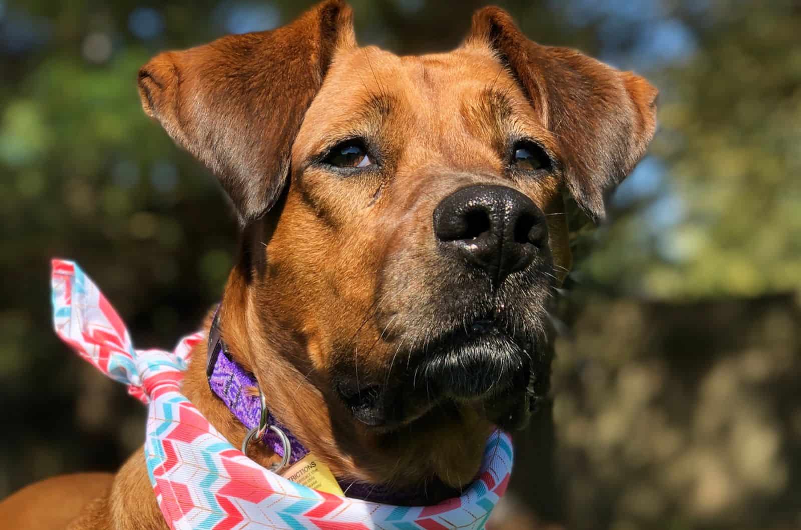 Boxer Great Dane Mix posing for photo