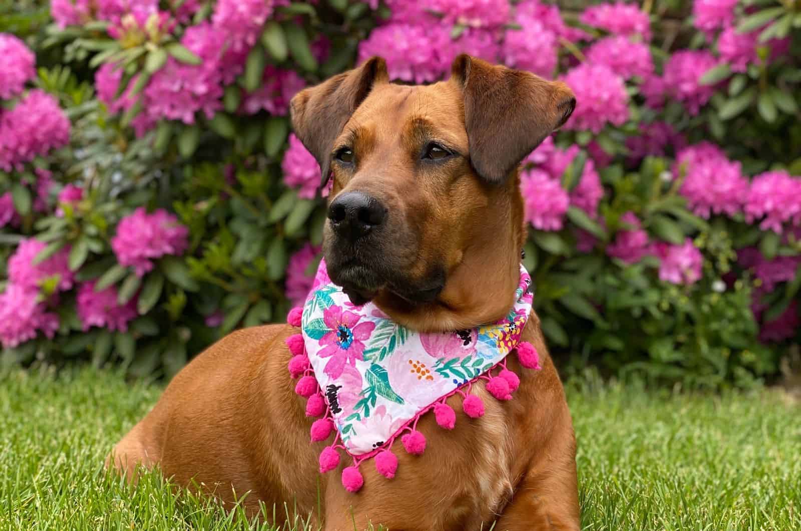 Boxer Great Dane Mix sitting on grass looking away