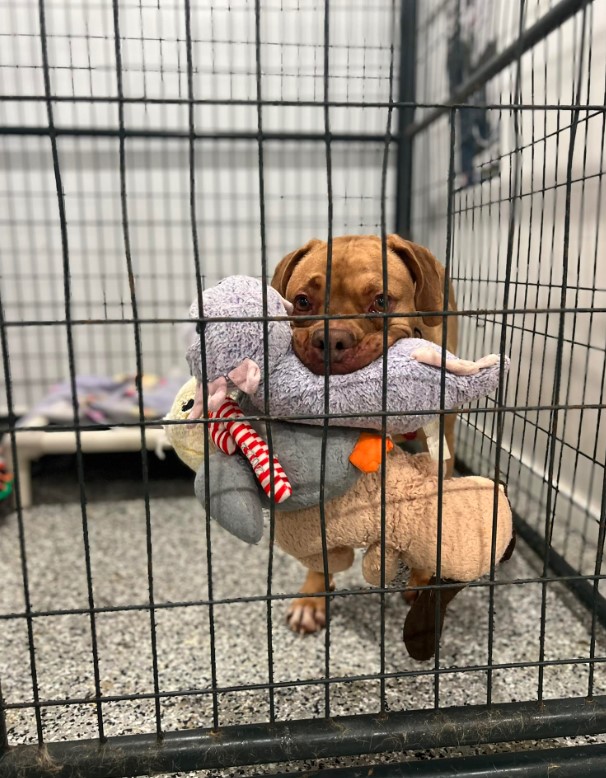 Boxer Mix holds stuffed toys in its mouth