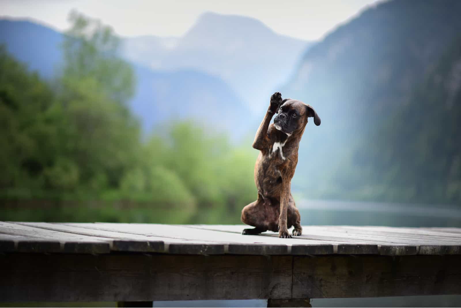 boxer puppy playing on deck by lake