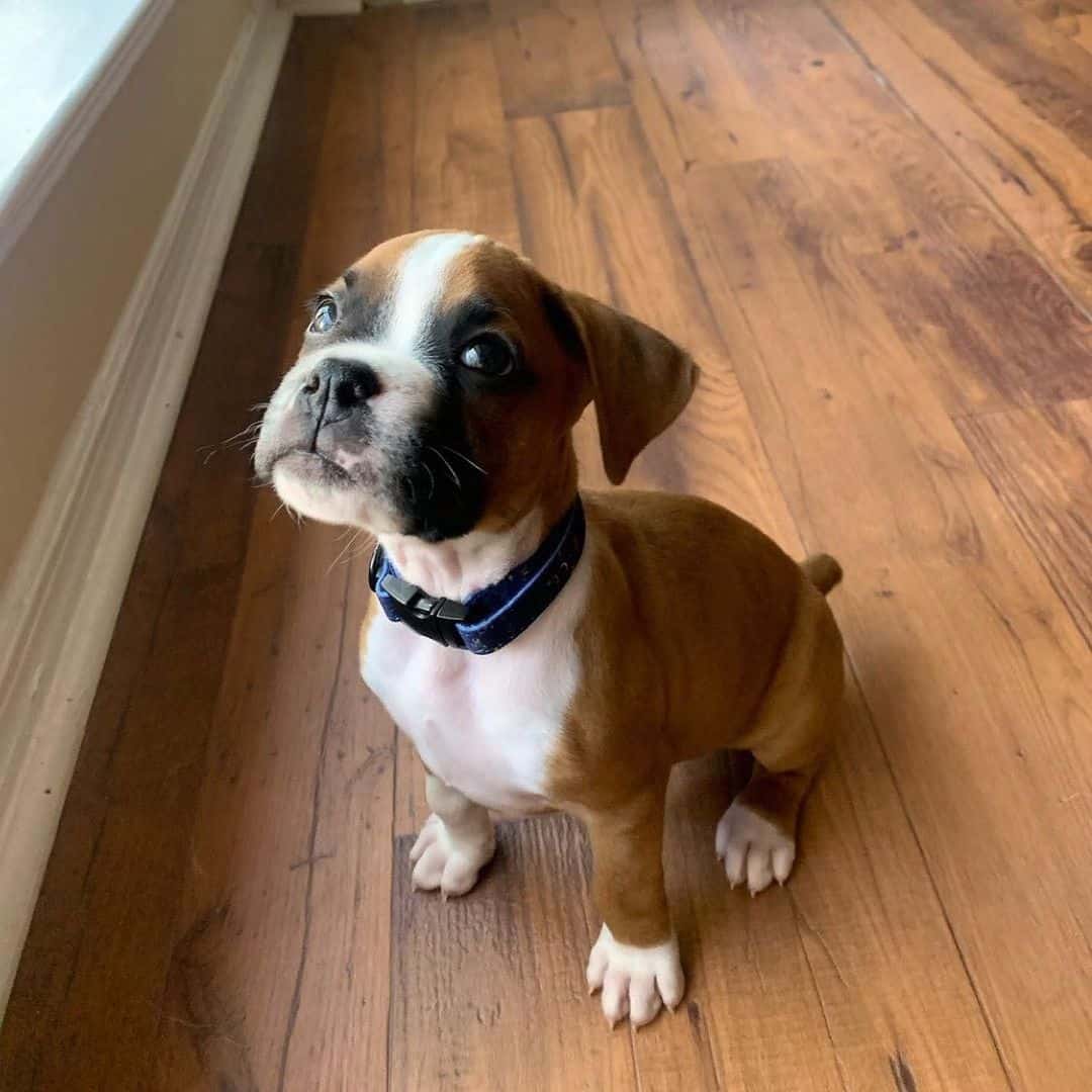 boxer puppy