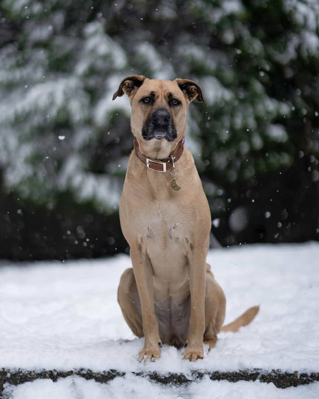 german shepherd boxer mix