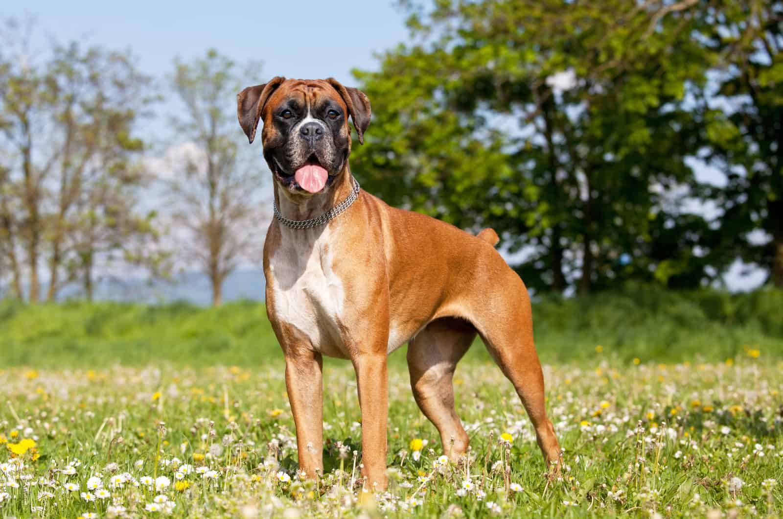 boxer standing in grass