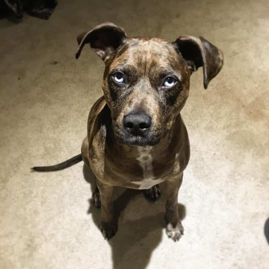 boxer catahoula mix