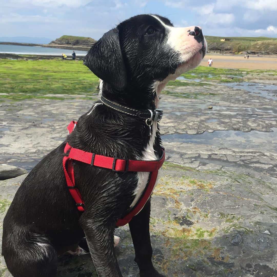 boxer dalmatian mix