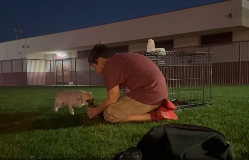 boy helping pug puppy