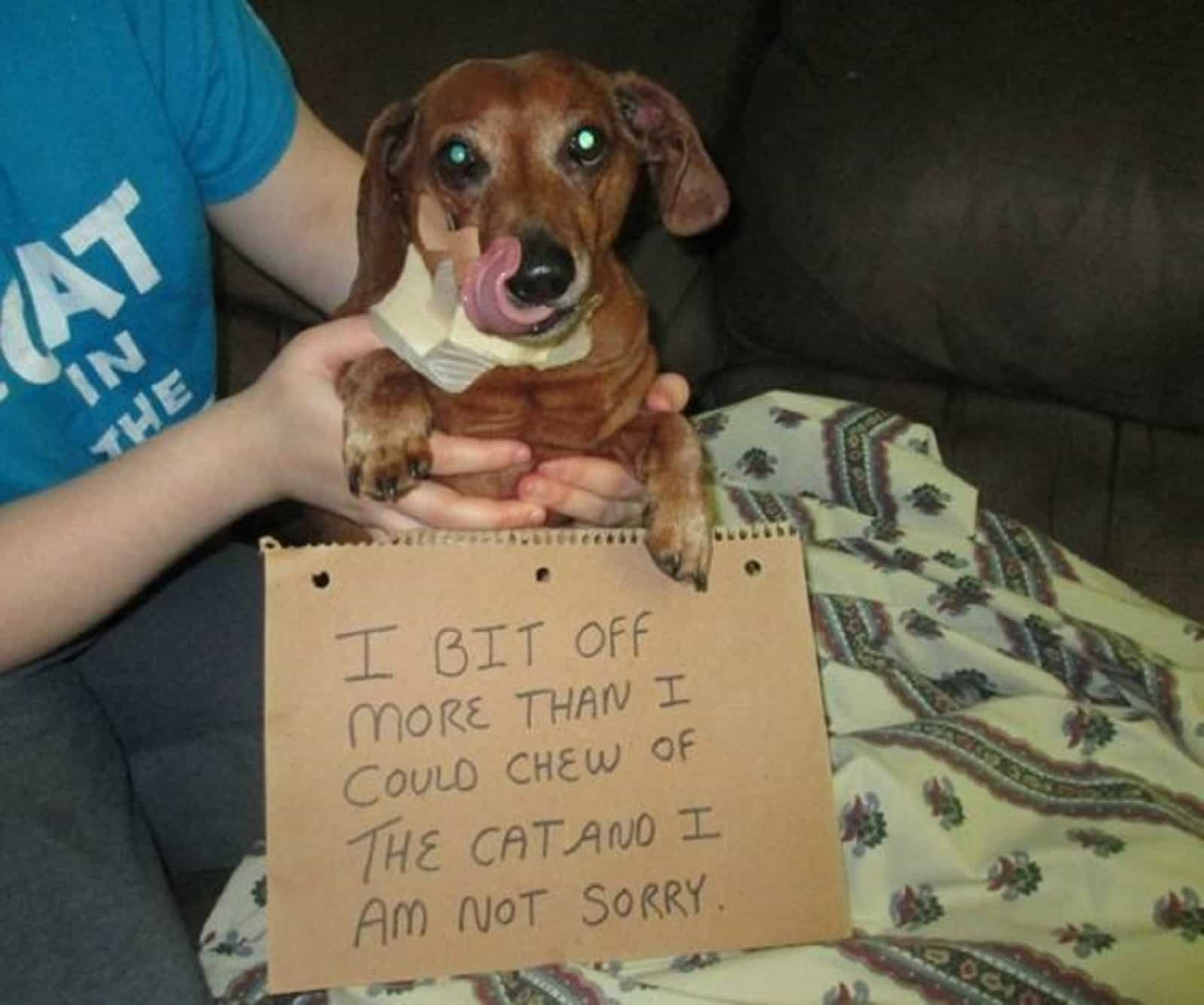 boy holding dachshund dog in his hands