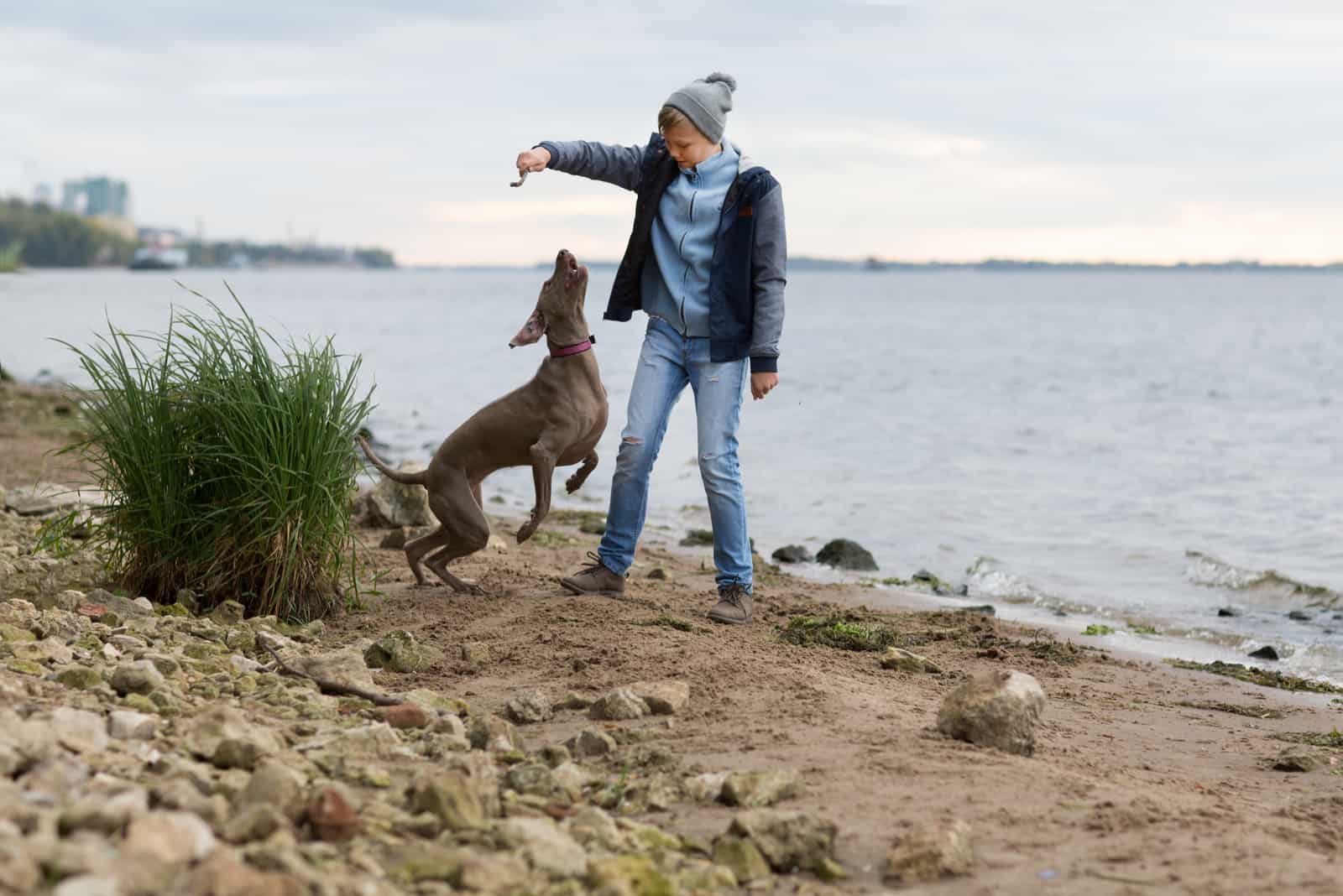 boy plays with a dog weimaraner