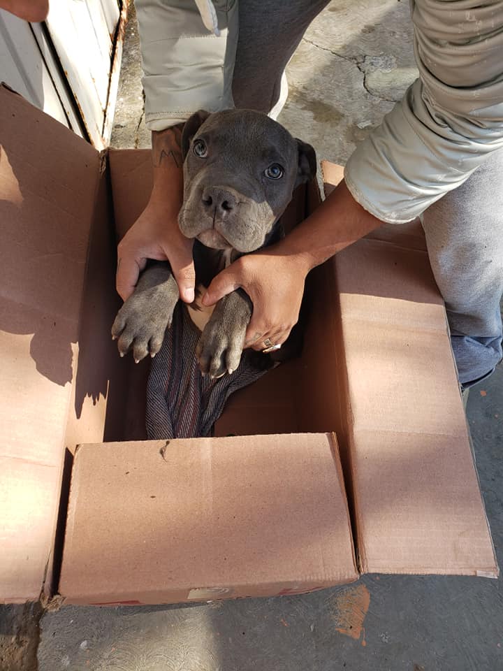 boy putting dog in a box