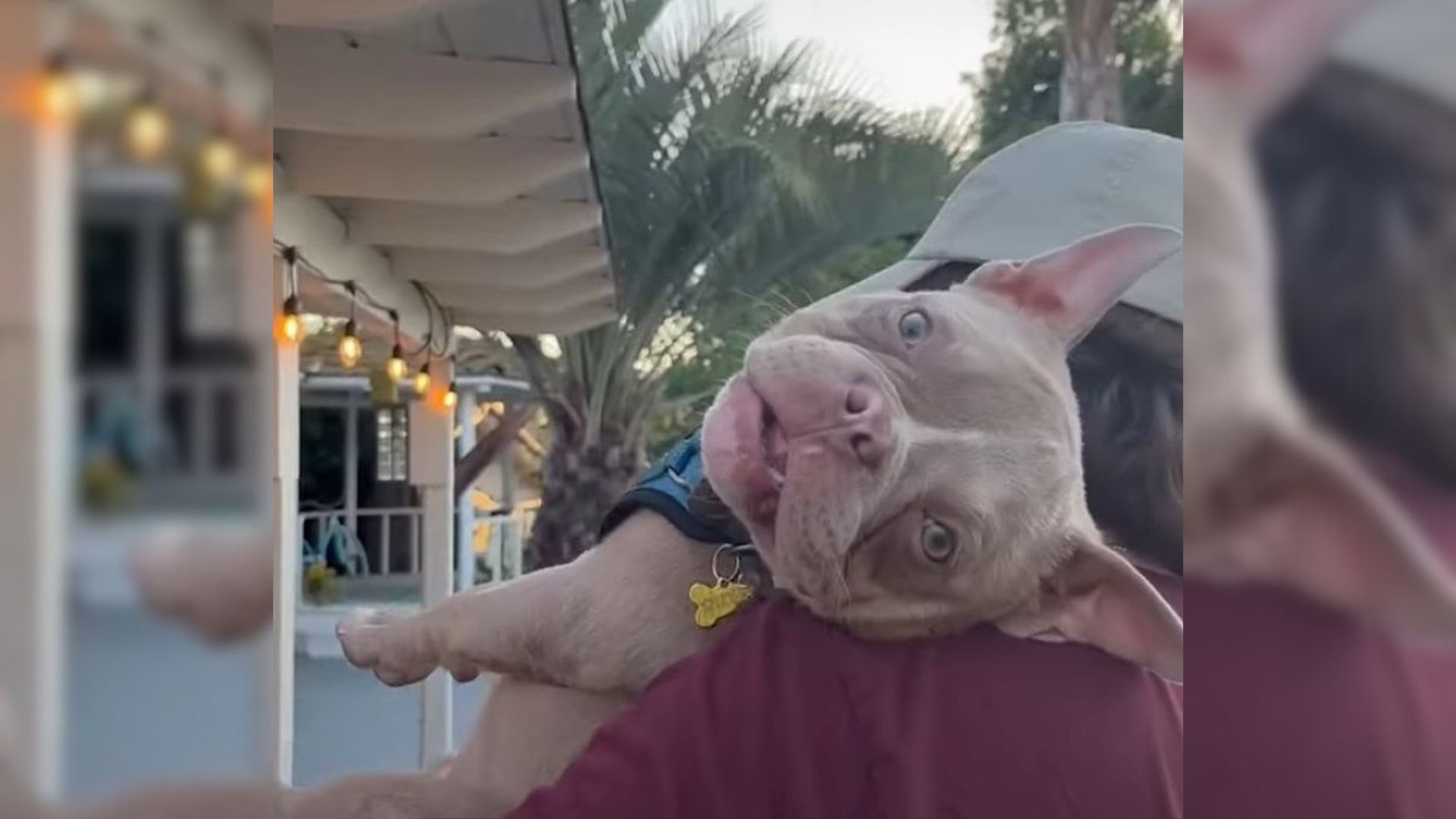 Boyfriend Surprised His Girlfriend By Fostering A Very Energetic Puppy