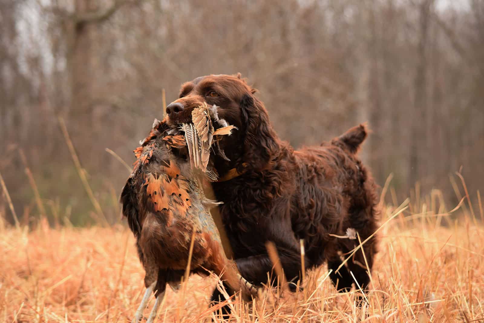 Boykin Spaniel hunting