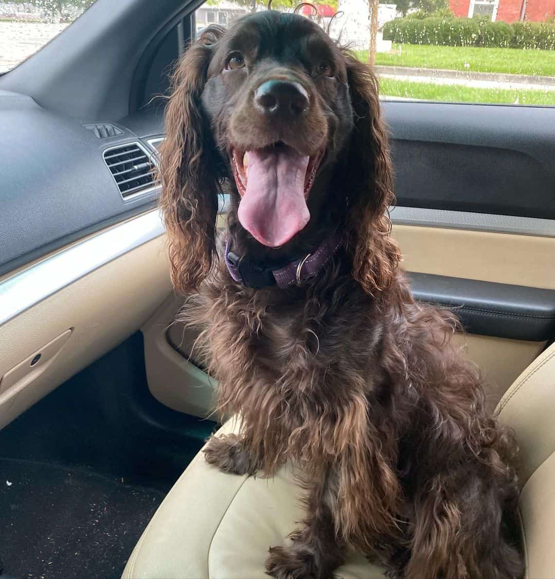 Boykin Spaniel dog sitting in the car