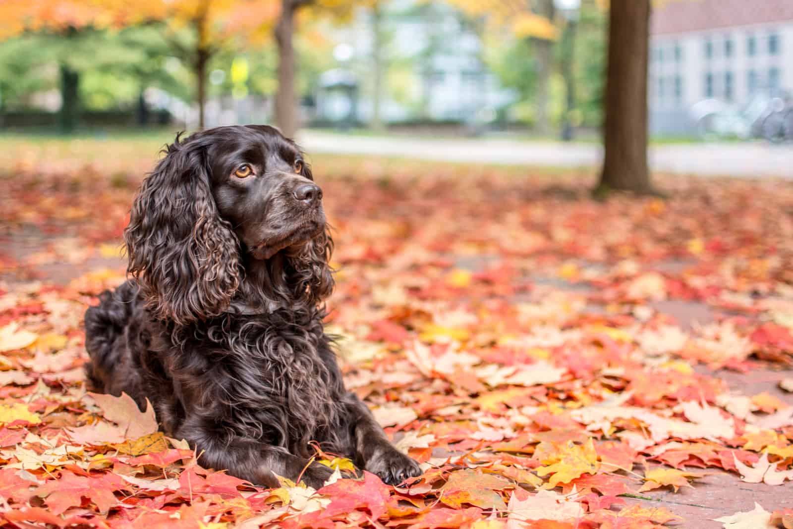 boykin spaniel laying in autumn leaves