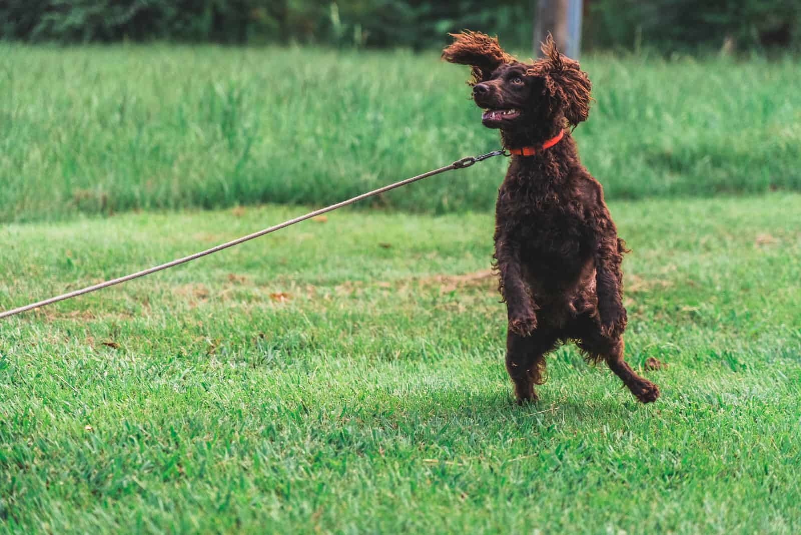 Boykin Spaniel on a leash