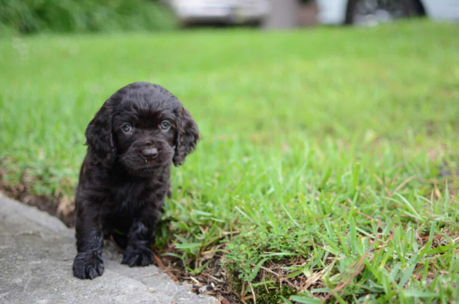 Boykin Spaniel puppy