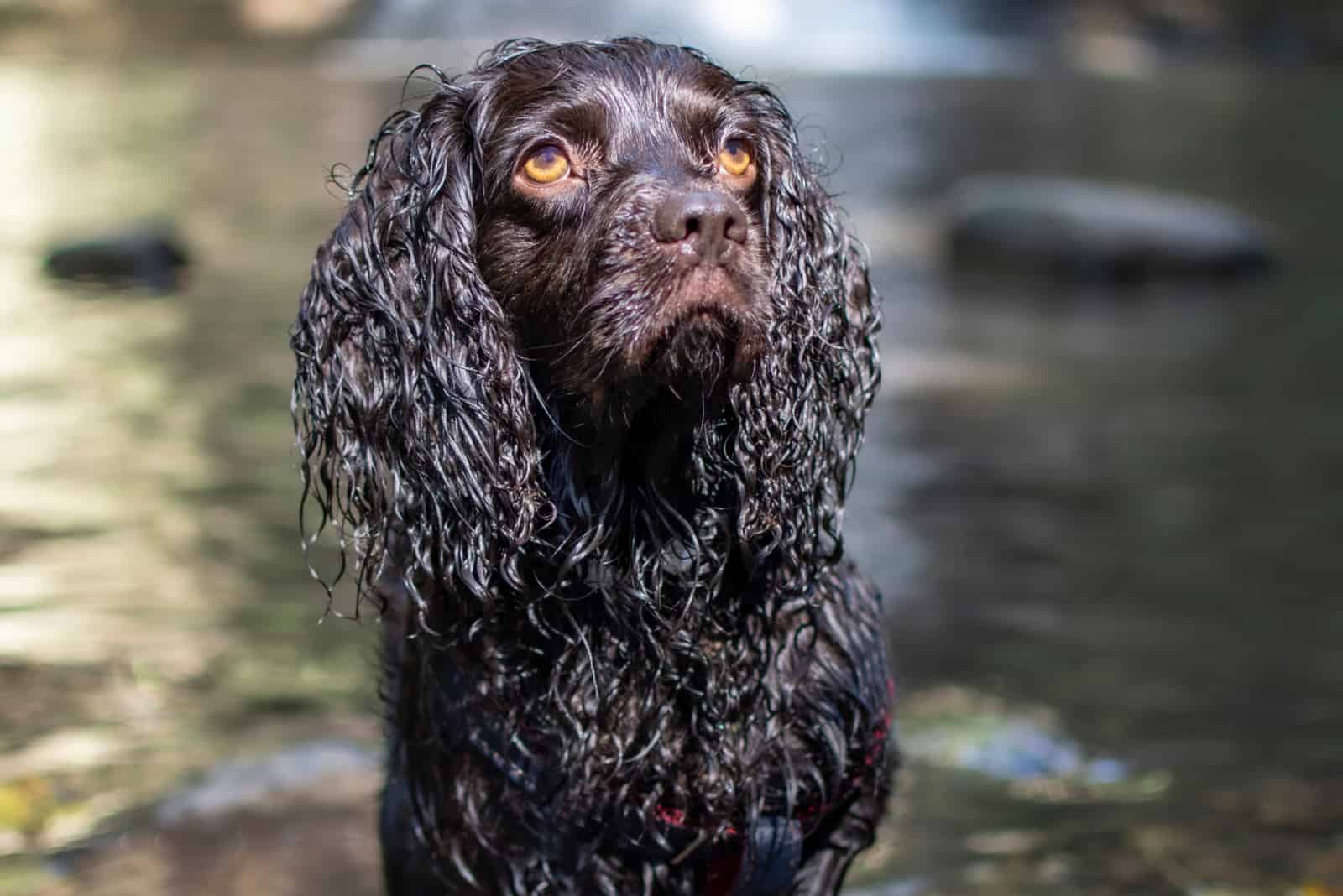 Boykin Spaniel Shedding 101