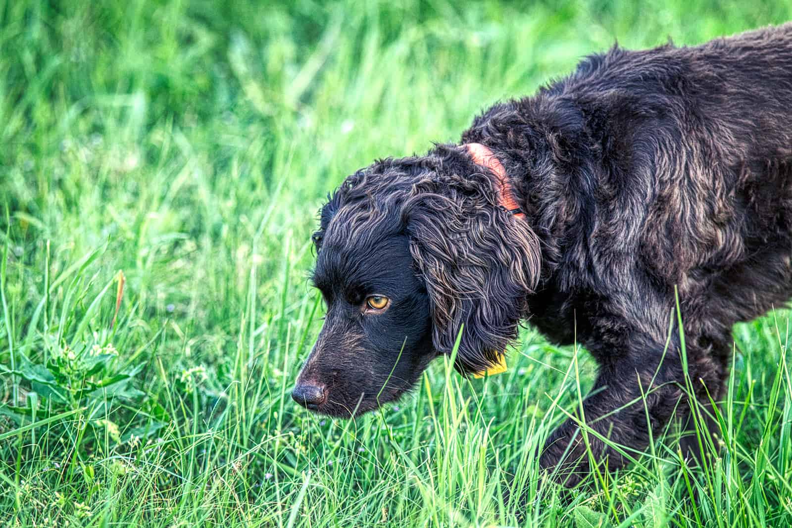 boykin spaniel looking in green grass