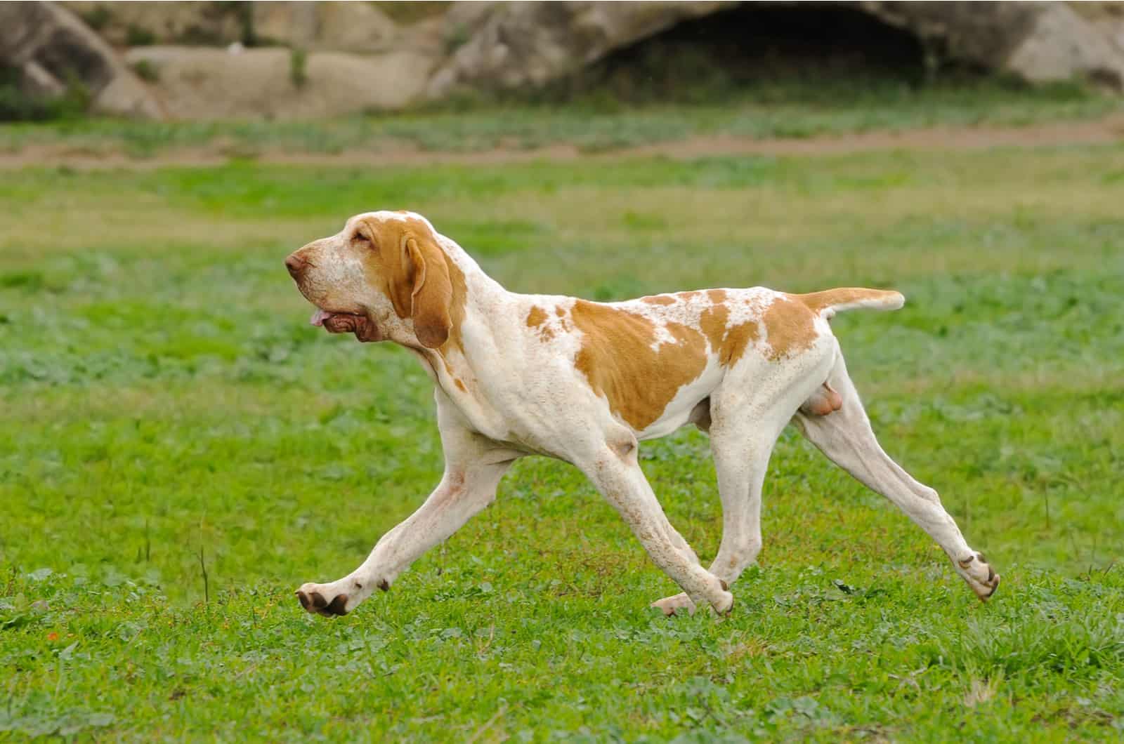 Bracco Italiano dog walking on the green grass